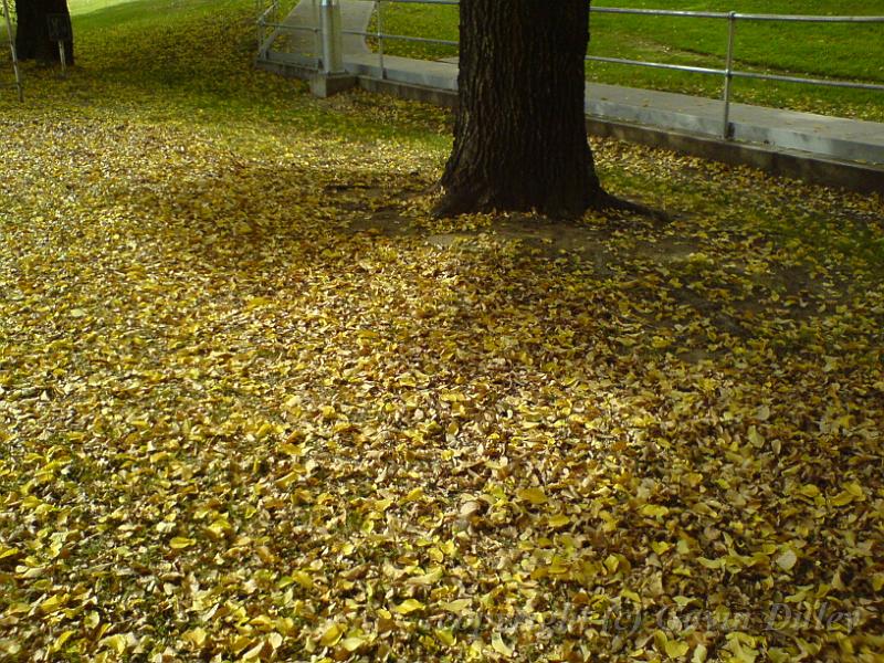 Autumn, Elm Avenue, Univesity of New England DSC00692.JPG